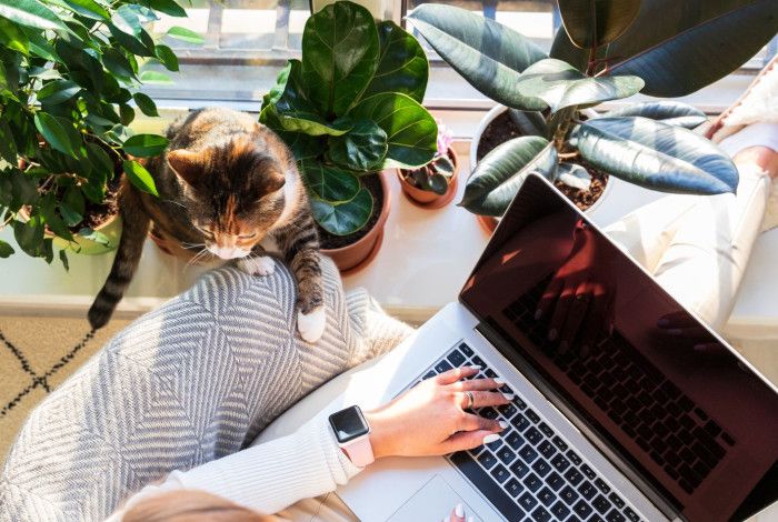 View from above of woman on a laptop beside a windowsill with cat and plants.