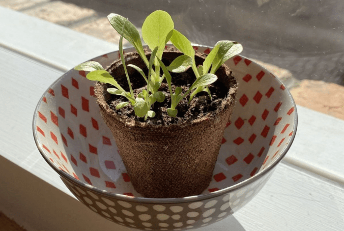 Lettuce seedlings growing in a biodegradable pot placed inside a decorative bowl on a sunny windowsill.