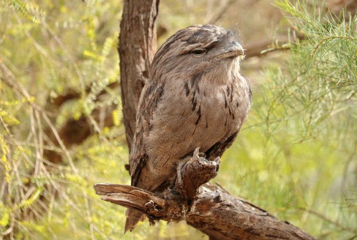 Tawny Frogmouth perched on a branch.