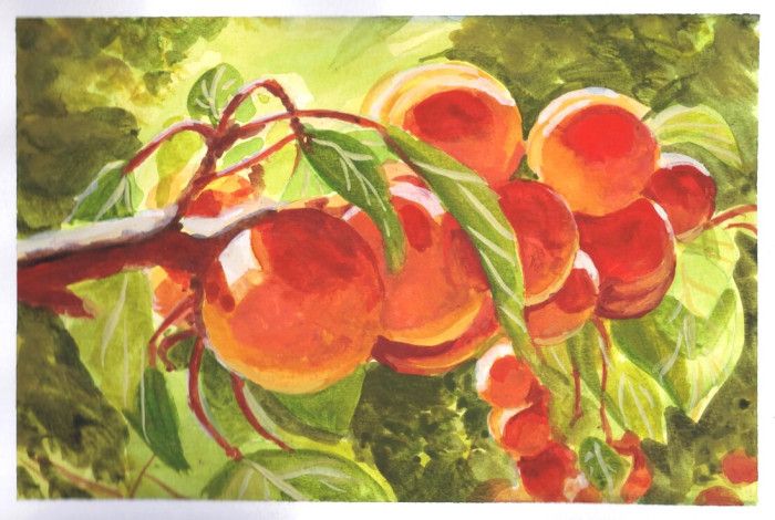 A watercolour painting of fruit on a tree. 