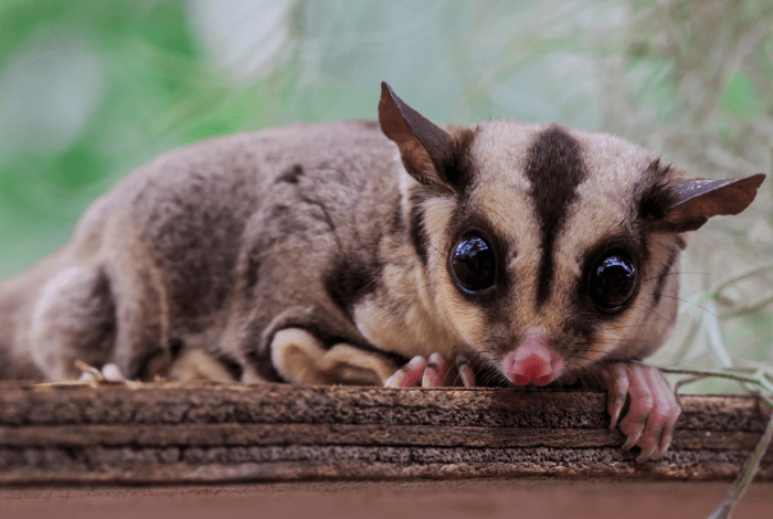 A small possum crouched down.