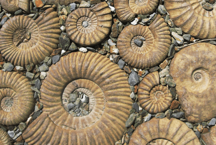 Gastropod fossils surrounded by rocks