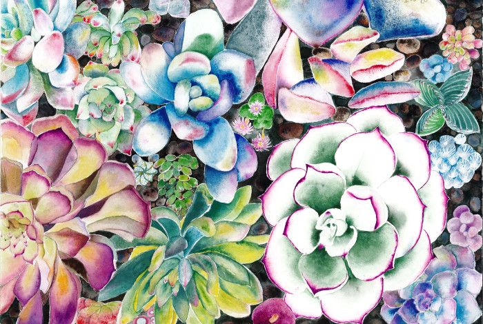 A watercolour painting depicting various colourful succulents against dark background.