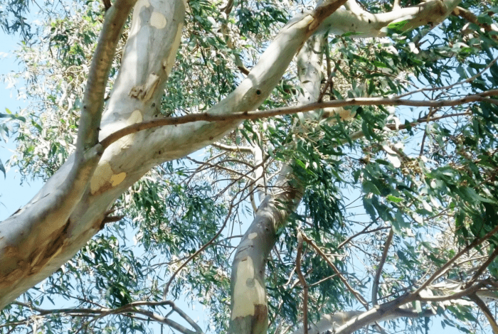 An image depicting canopy of Australian eucalyptus trees. 