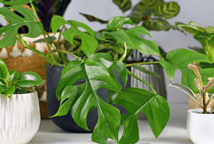 A variety of green houseplants displayed in decorative pots.
