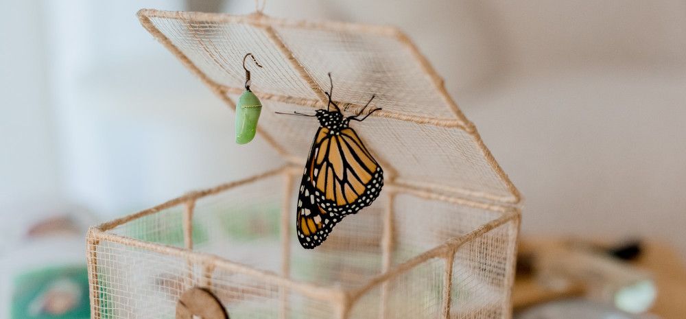 A butterfly and cocoon.