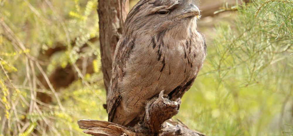Tawny Frogmouth perched on a branch.