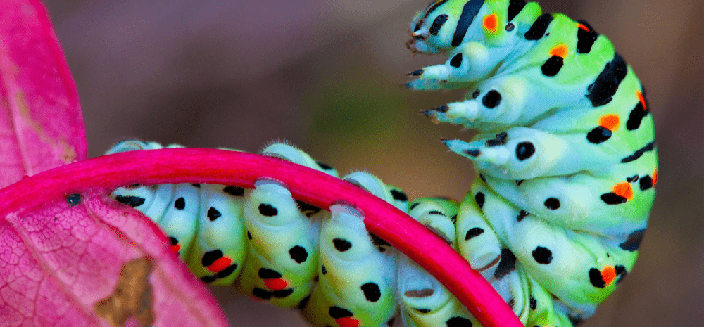 A colourful caterpillar