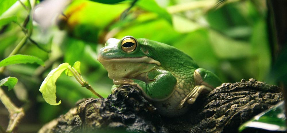 Green Tree Frog on a tree.