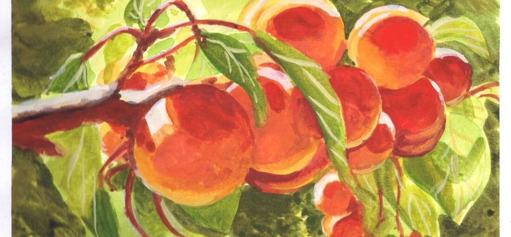 A watercolour painting of fruit on a tree. 