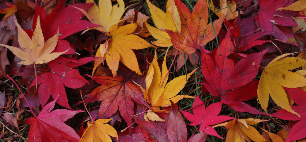 Autumn leaves in different colours