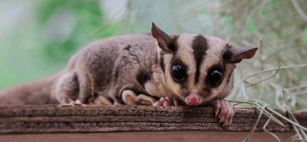 A small possum crouched down.