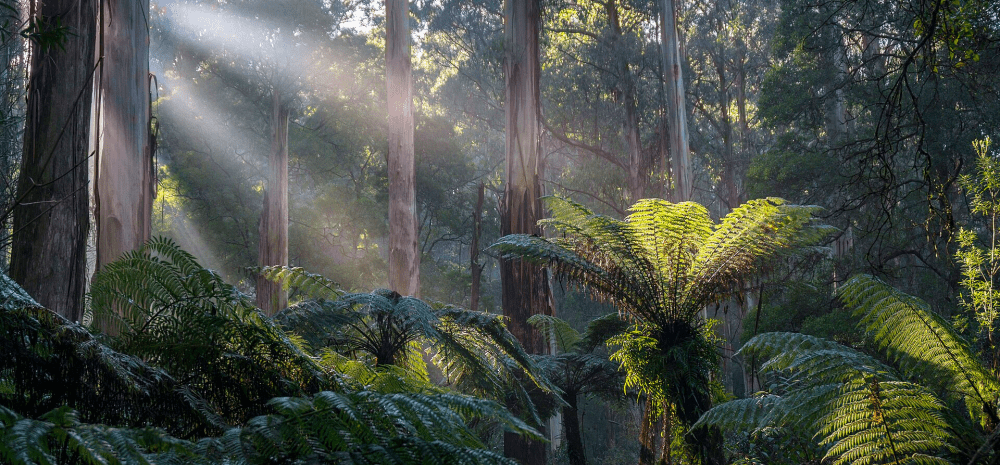 A rainforest with large ferns and sunlight. 