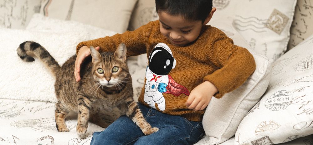 A boy sitting on a couch with a cat about to get on his knee. 