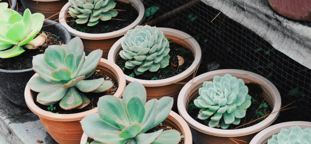 Various types of succulents planted in small pots for propagation.