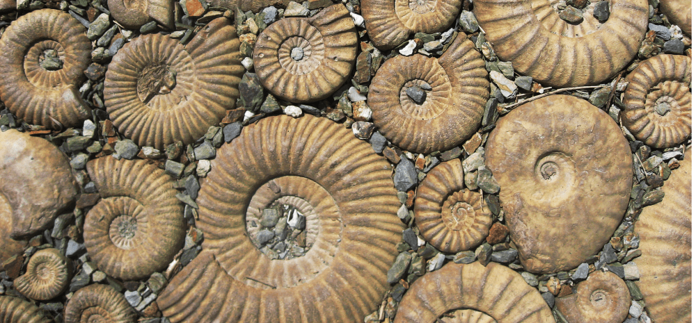 Gastropod fossils surrounded by rocks
