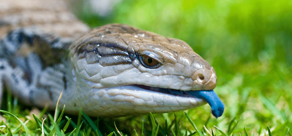 A blue-tongued skink resting on green grass.