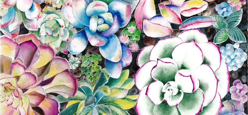 A watercolour painting depicting various colourful succulents against dark background.