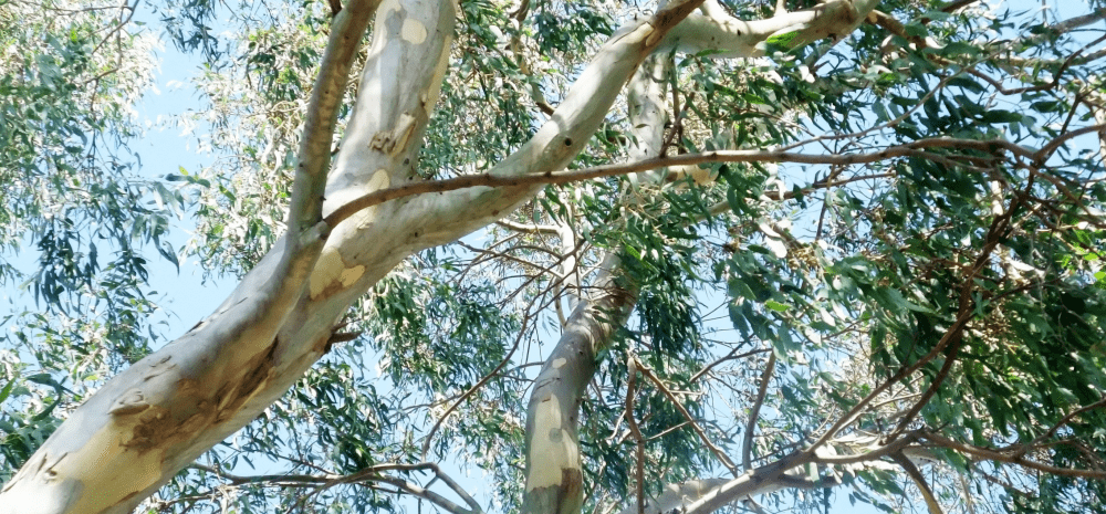 An image depicting canopy of Australian eucalyptus trees. 