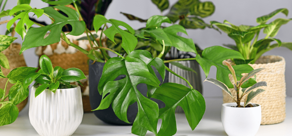 A variety of green houseplants displayed in decorative pots.