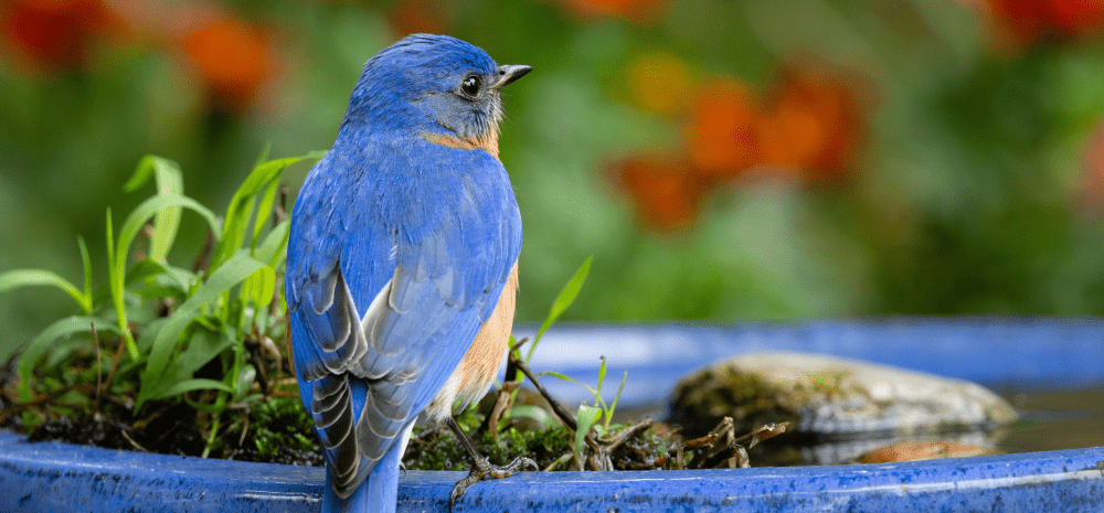A bluebird on the edge of a blue water feature. 
