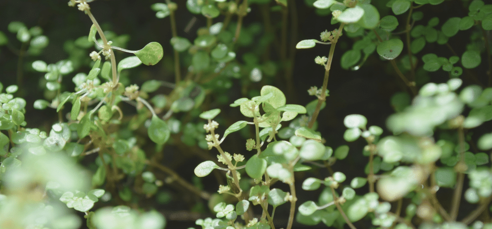 A number of small, green plants growing close together against a dark background.